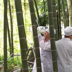 什么是竹筒酒？如何識別真假竹筒酒？