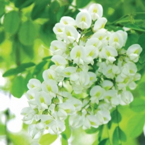 輕酌酒館：四月槐花季，最愛槐花香